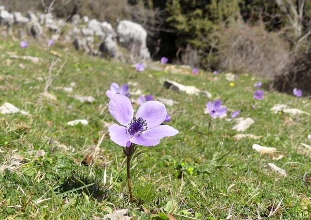 Anemone coronaria - provincia di Roma.